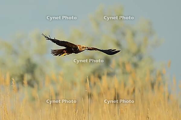 Harrier, Circus aeruginosus, in flight, Lake Neusiedl Austria [IBR124899462]