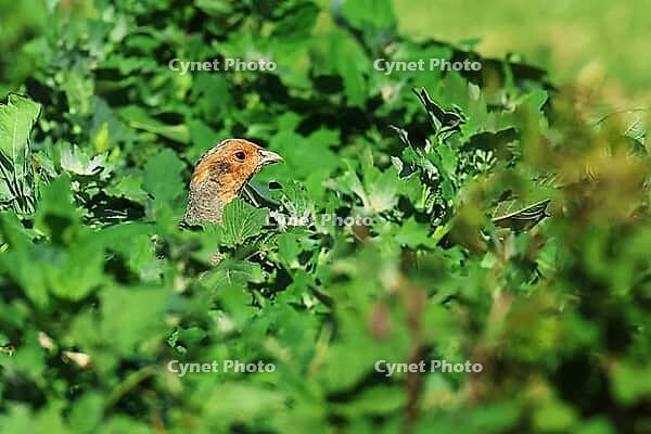 Partridge, Perdix perdix, looking for food, Lake Neusiedl Austria [IBR124899464]