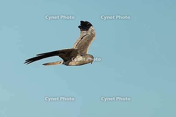 Wiesenweihe, Circus Pygargus, in flight, Lake Neusiedl Austria [IBR124899465]