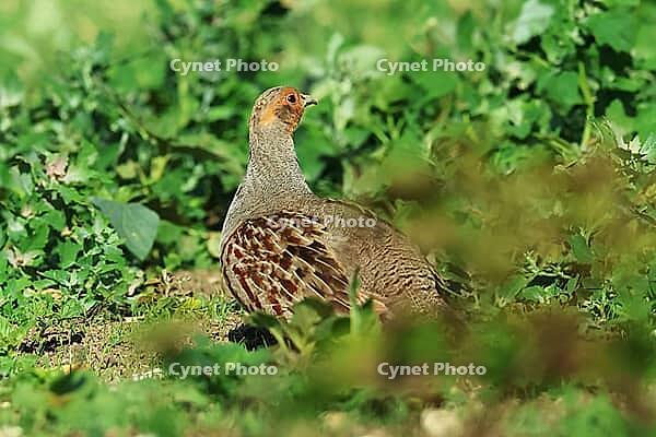 Partridge, Perdix perdix, looking for food, Lake Neusiedl Austria [IBR124899467]