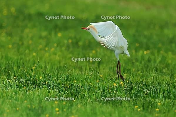 Cow Heron, Bubulcus ibis, In flight, Lake Neusiedl Austria [IBR124899469]