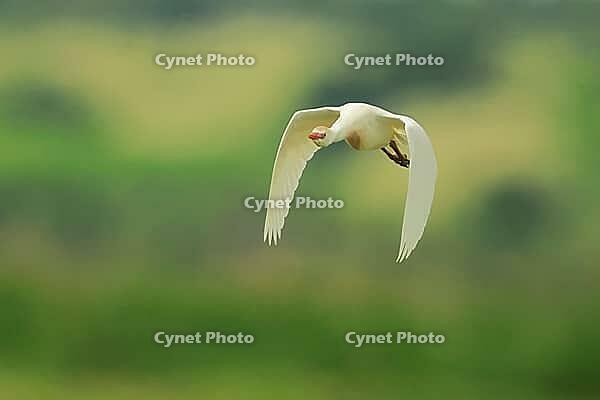 Cow Heron, Bubulcus ibis, In flight, Lake Neusiedl Austria [IBR124899470]