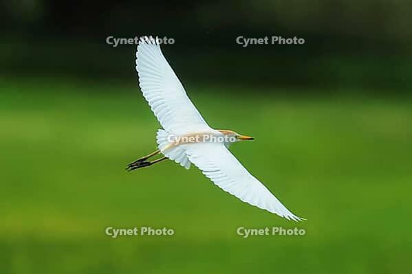 Cow heron, Bubulcus ibis, in flight, Lake Neusiedl Austria [IBR124899471]