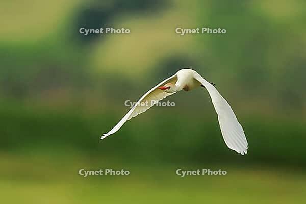 Cow heron, Bubulcus ibis, in flight, Lake Neusiedl Austria [IBR124899472]