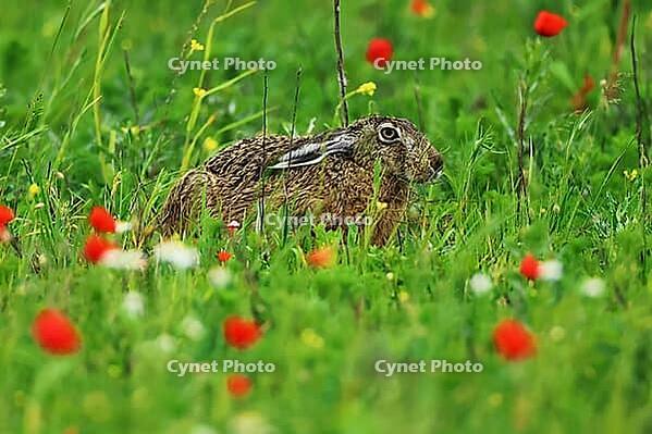 Brown hare, Lepus europaeus, feeding, Lake Neusiedl Austria [IBR124899473]