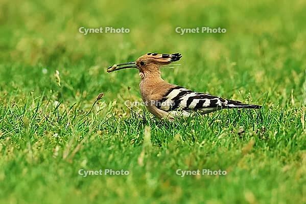 Hoopoe, Upupa epops, looking for food, Lake Neusiedl Austria [IBR124899474]