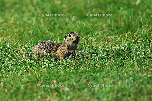 Ground squirrel, spermophilus, looking for food, Lake Neusiedl Austria [IBR124899475]