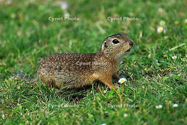 Ground squirrel, spermophilus, looking for food, Lake Neusiedl Austria [IBR124899476]