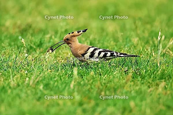 Hoopoe, Upupa epops, looking for food, Lake Neusiedl Austria [IBR124899477]