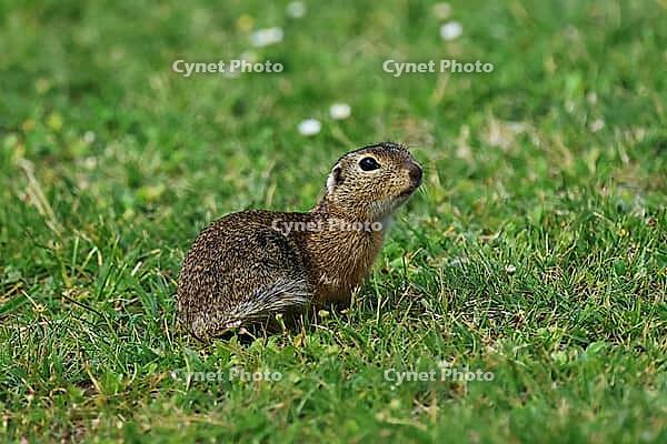 Ground squirrel, spermophilus, looking for food, Lake Neusiedl Austria [IBR124899478]