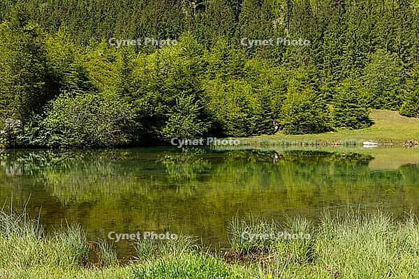 Landscape, panorama, idyll, Blausee, forest, relaxation, Neukirchen im Pinzgau [IBR124899480]