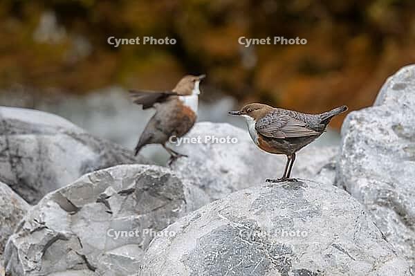 White-breasted dipper or White-breasted dipper (Cinclus cinclus), rocks, Pinzgau [IBR124899499]
