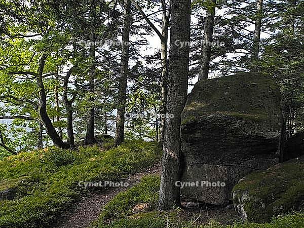 Moss rock, hiking trail, Black Forest, upper castle rock, Triberg, Baden-Württemberg, Germany [IBR124899503]
