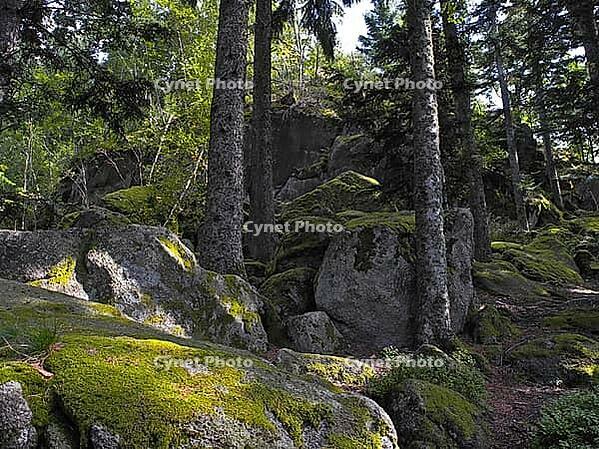 Moss rock, hiking trail, Black Forest, upper castle rock, Triberg, Baden-Württemberg, Germany [IBR124899504]