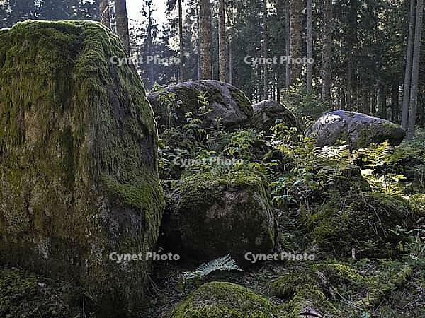 Moss rock, hiking trail, Black Forest, upper castle rock, Triberg, Baden-Württemberg, Germany [IBR124899506]