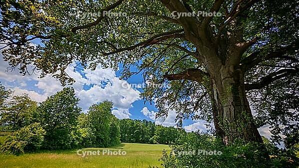 Large old tree on the edge of a green meadow under a blue sky with white clouds, hiking in spring, Waldnaab Valley Nature Reserve, Upper Palatinate [IBR124899540]