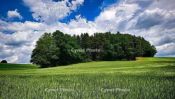 Wide green fields next to a forest under a clear blue sky with white clouds, hiking in spring, Waldnaab Valley Nature Reserve, Upper Palatinate [IBR124899541]