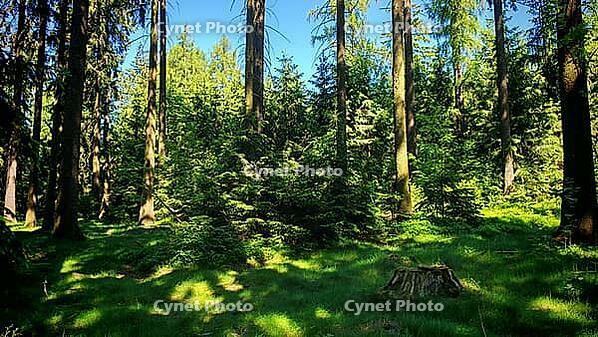 Dense forest landscape with sunlight and shade on the ground, hiking in spring on the Franconian Rennsteig, Frankenwald nature park Park, Upper Franconia [IBR124899542]