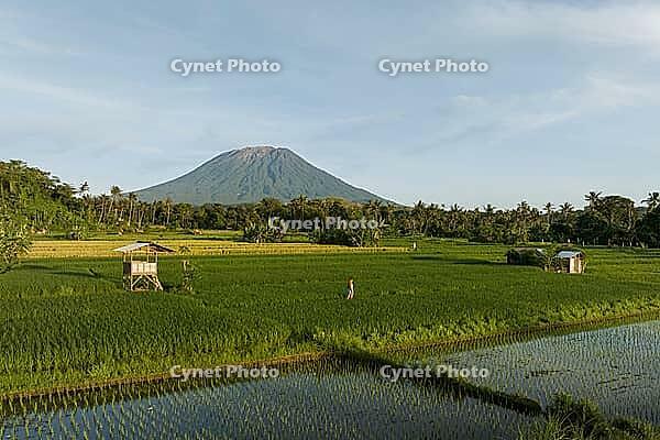 Aerial view of rice paddies with person and Mount Agung volcano, Bali, Indonesia [IBR124899549]
