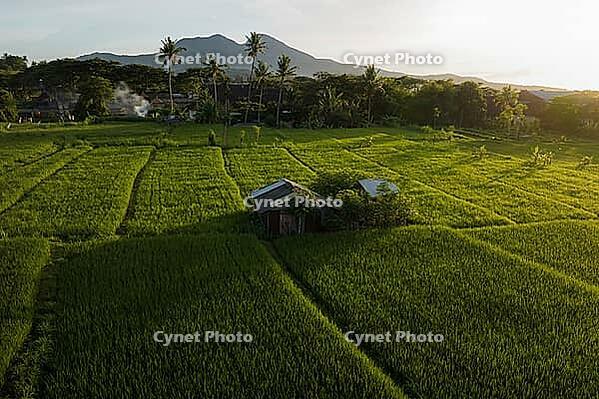 Aerial view of rice paddies with huts at sunrise, Bali, Indonesia [IBR124899553]