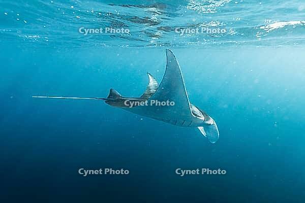 Underwater shot of manta rays, Komodo National Park, East Nusa Tenggara, Indonesia [IBR124899558]