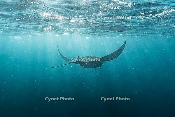 Underwater shot of manta rays with light rays, Komodo National Park, East Nusa-Tenggara, Indonesia [IBR124899560]