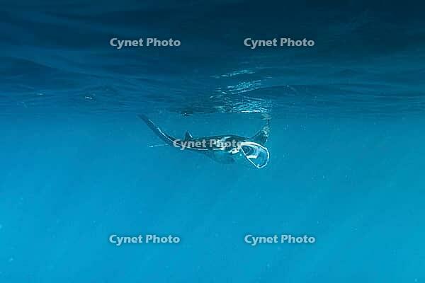 Underwater shot of manta rays, Komodo National Park, East Nusa Tenggara, Indonesia [IBR124899564]