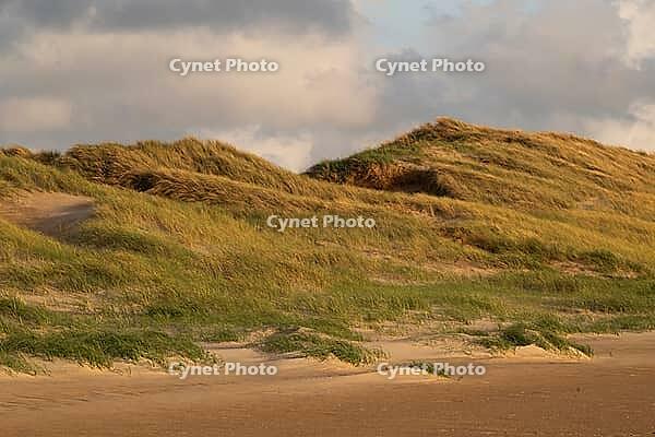 Dunes with beach oats in the evening light, Sortebærdalen Strand, Houvig, North Sea, Denmark [IBR124899881]
