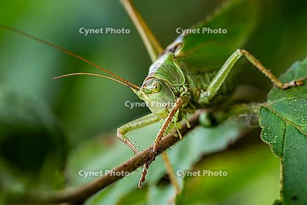 Close-up of a Great green bush cricket (Tettigonia viridissima), also known as green leafhopper, on a gnawed leaf against a blurred green background, Germany [IBR124899883]
