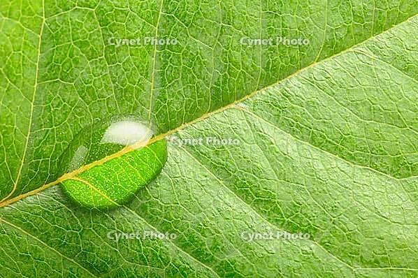 Macro photo of a water drop on leaf [IBR124906347]