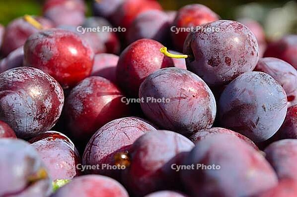 Heap of plums [IBR124906356]