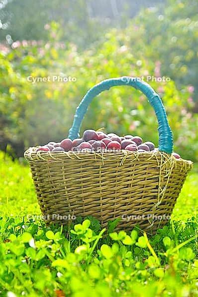 Basket full of plums on autumn grass [IBR124906362]