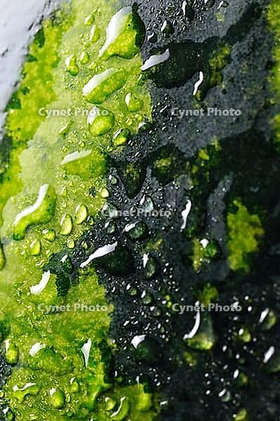 Close up view of a wet watermelon [IBR124906363]