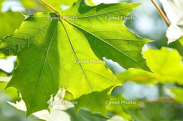 Maple [IBR124906395]