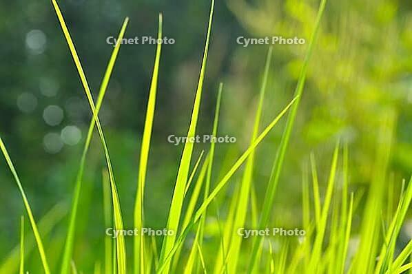 Green grass blades, shallow depth of field [IBR124906406]