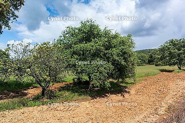 View of a meadow with trees in the Alentejo, near Evora in spring 2019 [IBR124915260]
