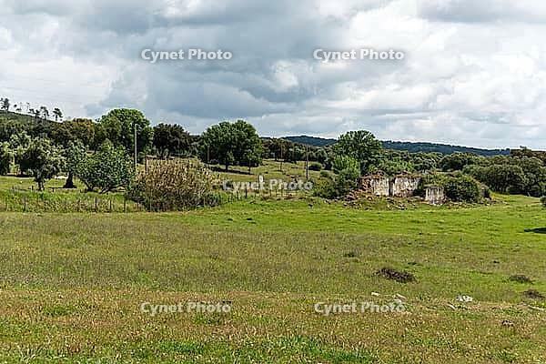 View of a meadow with trees in the Alentejo, near Evora in spring 2019 [IBR124915261]