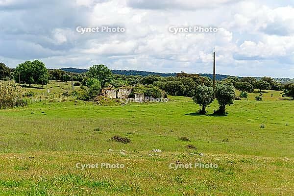 View of a meadow with trees in the Alentejo, near Evora in spring 2019 [IBR124915262]