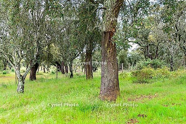 View of a meadow with cork oaks in the Alentejo, near Evora in spring 2019 [IBR124915272]