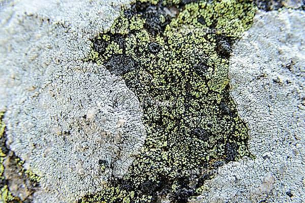 Close-up of a lichen on a rock, near Evora in spring 2019 [IBR124915273]
