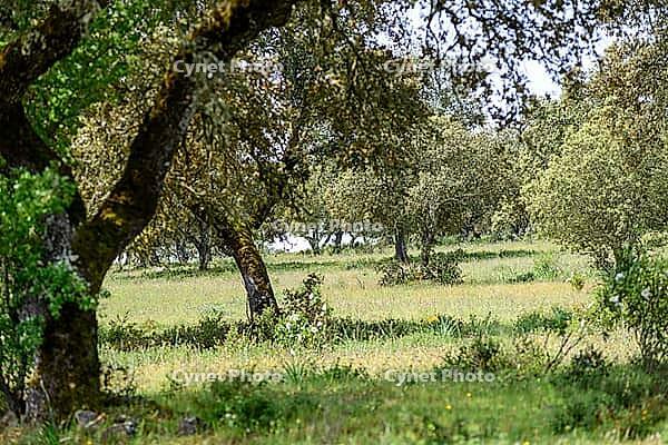 View of a meadow with cork oaks in the Alentejo, near Evora in spring 2019 [IBR124915277]
