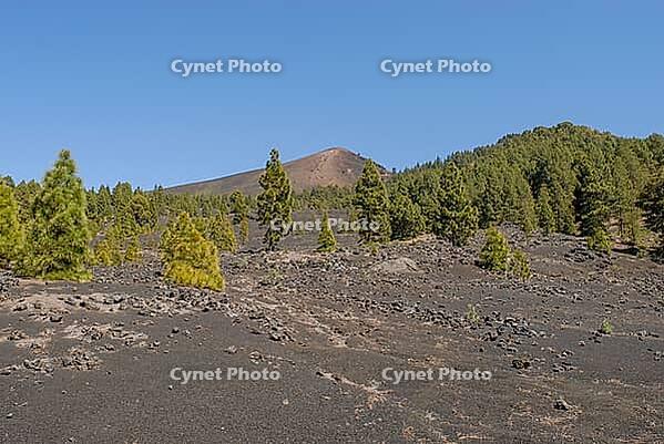 View of a large area with green trees in the high mountains in front of a blue sky near El Paso in summer 2007 [IBR124915299]