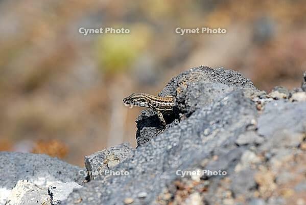Close-up of a small lizard on a rocky outcrop with blurred background near Las Ledas in summer 2007 [IBR124915305]