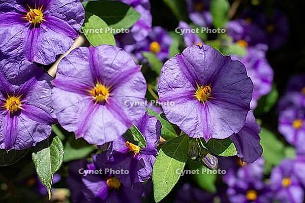 Purple blue potato bush blossoms with yellow centers growing densely in sunlit green garden foliage [IBR124920165]