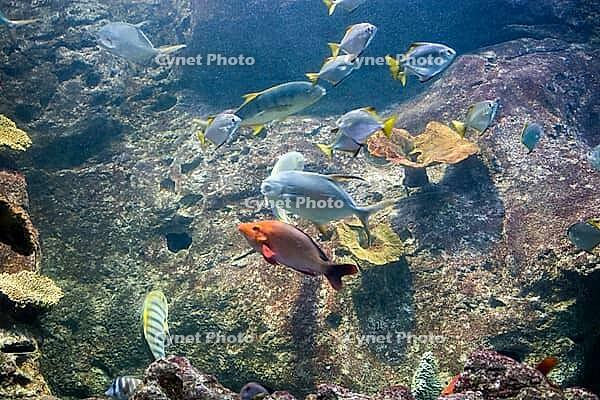 Beautiful colorful fish swims in the aquarium environment [IBR124920172]