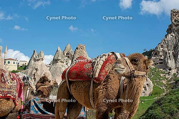 Close-up of two traditional camels with colorful harnesses and saddles in a scenic Turkish valley [IBR124920174]