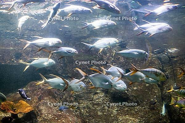 Beautiful colorful fish swims in the aquarium environment [IBR124920178]