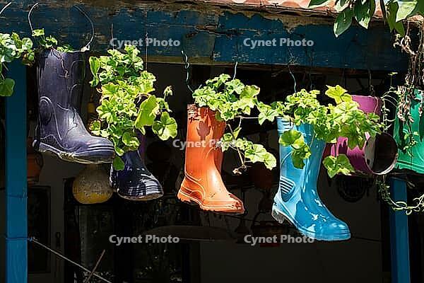 A row of colorful recycled rubber boots used as unique hanging planters for green plants [IBR124920187]