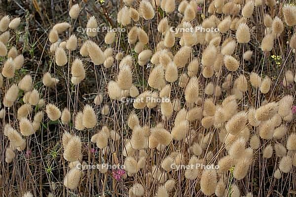 A dense cluster of soft beige bunny tail grass seed heads blooming in natural sunlight [IBR124920193]