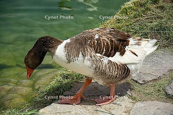 A brown-and-white goose leans toward the pond, its reflection shimmering in Pamukkale's tranquil setting [IBR124920195]